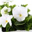 Pansy F1 White 6 Pack Boxed Bedding