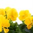Pansy F1 Yellow 6 Pack Boxed Bedding