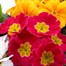 Primrose Mixed 6 Pack Boxed Bedding