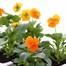 Viola F1 Orange 6 Pack Boxed Bedding