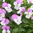 Viola F1 Pink 6 Pack Boxed Bedding