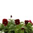 Viola F1 Red 6 Pack Boxed Bedding