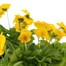 Viola F1 Yellow 6 Pack Boxed Bedding