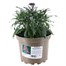 Erysimum Bowles Mauve 2L Pot Bedding