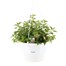 Fuchsia 25cm Hanging Pot Bedding Basket