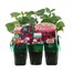 Fuchsia Bush Collection Mini 6 Boxed Bedding