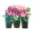 Fuchsia Trailing Collection Mini 6 Boxed Bedding