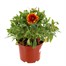 Gailardia Mesa Red 3L Pot Bedding