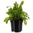 Gailardia Mesa Yellow 3L Pot Bedding
