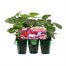 Geranium Lucky Charms Mix Mini 6 Boxed Bedding
