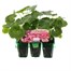 Geranium F1 Maverick Salmon Mini 6 Boxed Bedding