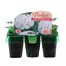 Geranium F1 Maverick White Mini 6 Boxed Bedding