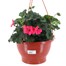 Geranium Mixed 25cm Hanging Pot Bedding Basket