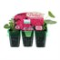 Geranium F1 Multibloom Rose Mini 6 Boxed Bedding
