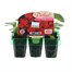 Geranium F1 Multibloom Scarlet Mini 6 Boxed Bedding
