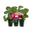 Geranium F1 Maverick Rose Mini 6 Boxed Bedding