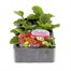 Gerbera Kamelo 6 Pack Boxed Bedding