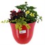 Glossy Red Bell Seasonal Bedding Planted Container 22cm - Summer