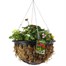 Hanging Seasonal Bedding Mossed Basket 12 Inches - Summer