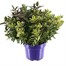 Hebe Planter Quattro - 4 varieties in 1 pot - in 5L Pot