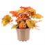 Heuchera Crème Brulee 2L Pot Bedding 