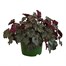 Heuchera Hollywood 2L Pot Bedding