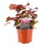 Heuchera Palace Purple 13cm Pot Bedding 