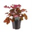 Heuchera Palace Purple 10.5cm Pot Bedding