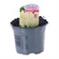 Hyacinth White 10.5cm Pot Bedding Bulbs