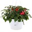 Impatien Mixed 25cm Hanging Pot Bedding Basket