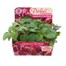 Impatiens F1 Hybrids Star Mix 20 Baby Bedding Cell Plug Plants