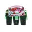 Impatiens F1 Mixed Mini 6 Boxed Bedding