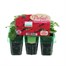 Impatiens F1 Red Mini 6 Boxed Bedding