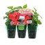 Impatiens F1 Salmon Mini 6 Boxed Bedding