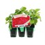 Impatiens F1 Carmine Mini 6 Boxed Bedding