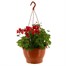 Ivy Leaf Geraniums Mixed 25cm Bedding Hanging Basket 