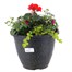 Linden Seaconal Bedding Planted Container 11 Inches - Summer