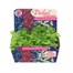 Lobelia Cascade Mixed 20 Baby Bedding Cell Plug Plants