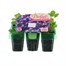 Lobelia Sapphire (Trailing) Mini 6 Boxed Bedding