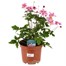 Longacres Choice - Anemone - 3L Pot Perennial