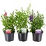 Longacres Choice - Angelonia - 3 x 13cm Pot Bedding