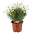 Longacres Choice - Argyranthemum - 3L Pot Bedding