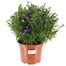 Longacres Choice - Aster - 3L Pot Bedding