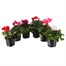 Longacres Choice - Cyclamen - 6 x 10.5cm Pot Bedding