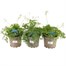 Longacres Choice - Dicentra - 3 x 2L Pot Perennial
