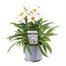 Leucanthemum Western Star Leo 13cm Pot Bedding