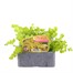 Lysimachia Nummularia Aurea Goldilocks 6 Pack Boxed Bedding