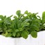 Myosotis Forget-Me-Not Blue 6 Pack Boxed Bedding