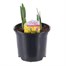 Narcissus Jet Fire 13cm Pot Bedding Bulbs