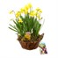 Narcissus Tete a Tete Medium Wicker Bulb Basket